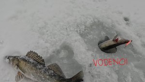 Приманки VODENOI косят Судака!