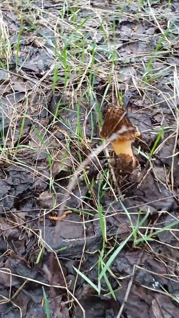 Красавица Сморчковая шапочка смотреть онлайн