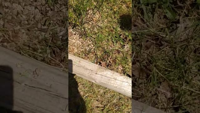 Sadie Bug смотреть онлайн