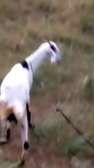 xxx ❤️ bakri смотреть онлайн