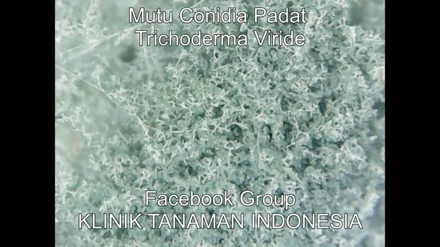 PGPF Trichoderma RL смотреть онлайн