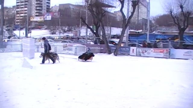 г.Пермь.Масленица.На собаках!