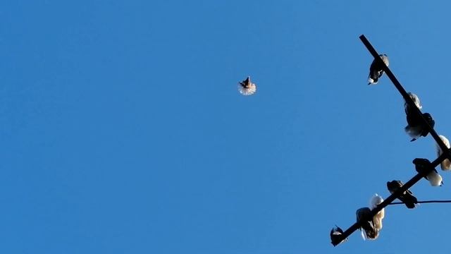 ГОЛУБИ ЛОЗОВАТСКОГО. 24ноября.ТЕЛ.-38 050 707 57 21 смотреть онлайн