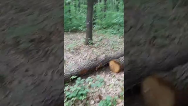 чудова робота хотинського лісництва чернівецької обл смотреть онлайн