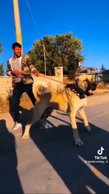 это порода моей собаки смотреть онлайн