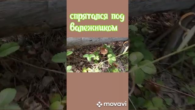 грибы.прогулка по лесу.тихая охота. смотреть онлайн