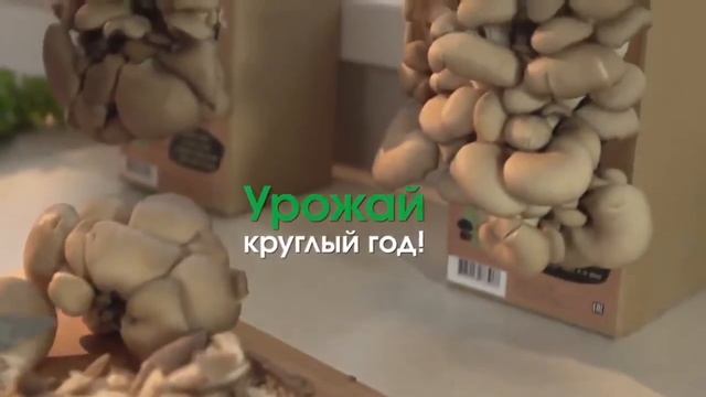 Спецпредложение! смотреть онлайн