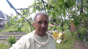 Поиск росплода в улье. Перестановка корпусов.