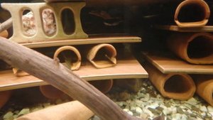 Нерест 397 (17 день)