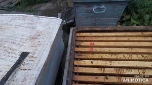 Двух маточное содержание пчёл. Эксперимент.
