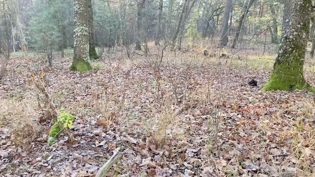 Дары нового леса. Грибы ноября.