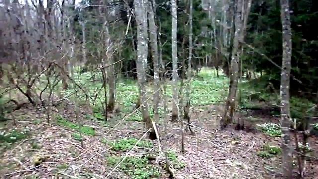 Разведка по сморчкам и строчкам 16.04.2023 года и что из этого вышло!