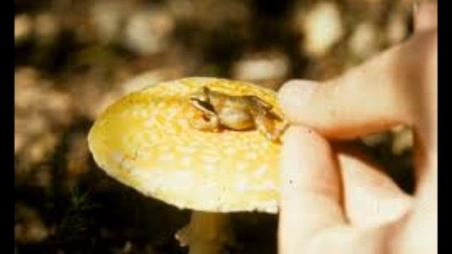 "Toadstool" смотреть онлайн