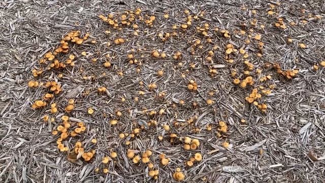 Multiple fairy rings of Agrocybe pediades mushrooms смотреть онлайн