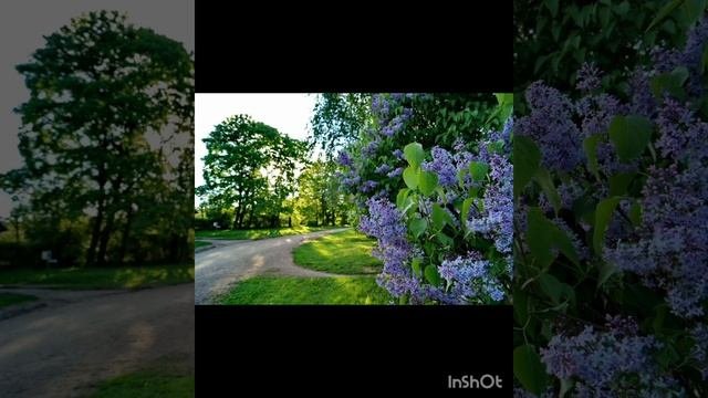 Сирень