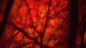 КАК зарождалась ЖИЗНЬ