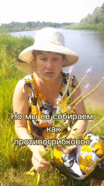 Замучал грибок? Это растение поможет побороть его! смотреть онлайн