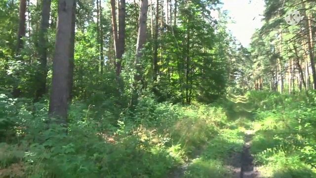 Мухоморный лес. Никого не слушай!Не трать время! Вылазки только в проверенных местах. смотреть онлайн