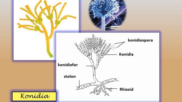 Hedi Nefosano Biologi X SMAN 9 Bogor Jamur Januari 2022 #PKGTKJABAR смотреть онлайн