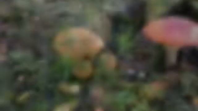 За грибами смотреть онлайн