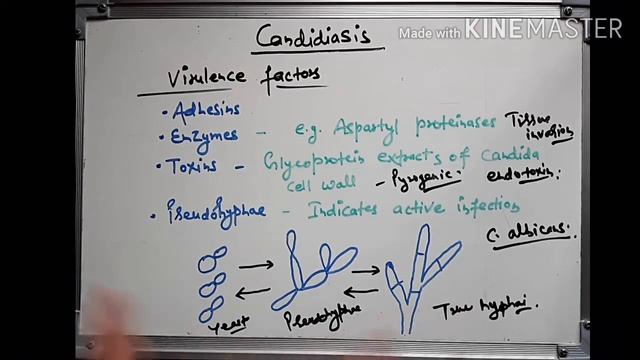 Candidiasis pathogenesis lab diagnosis and treatment in hindi