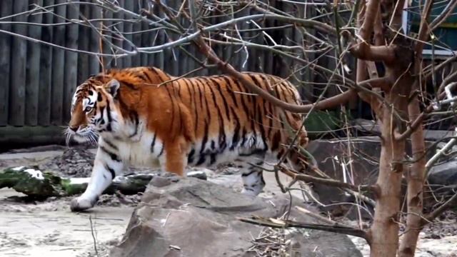 🐅 Красавец Устин всегда собирает около вольера аншлаги!