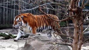 🐅 Красавец Устин всегда собирает около вольера аншлаги!