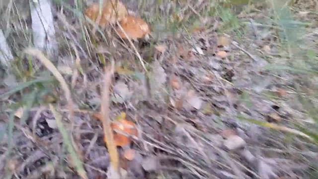 За грибами в сентябре на мотоцикле смотреть онлайн