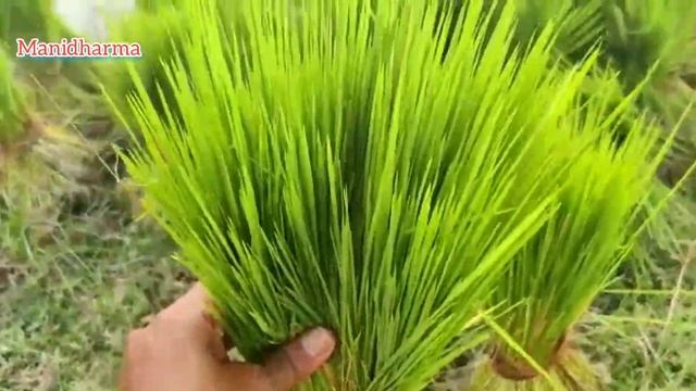 இயற்கை முறையில் நெல் நடவு செய்தல் #agriculture  #நாற்று #இயற்கைவிவசாயம் #Manidharma