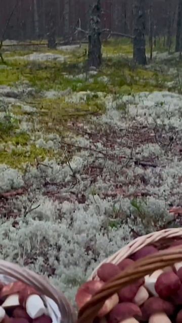 Такого ВЫ ЕЩЁ НИКОГДА в ЖИЗНИ не ВИДЕЛИ! Грибник ОШАРАШЕН и В ШОКЕ, увидев ЭТО! Такого НЕ ОЖИДАЛ! смотреть онлайн