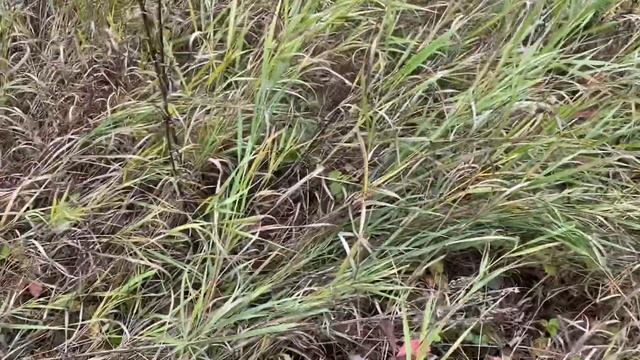 Сбор грибов маслята смотреть онлайн