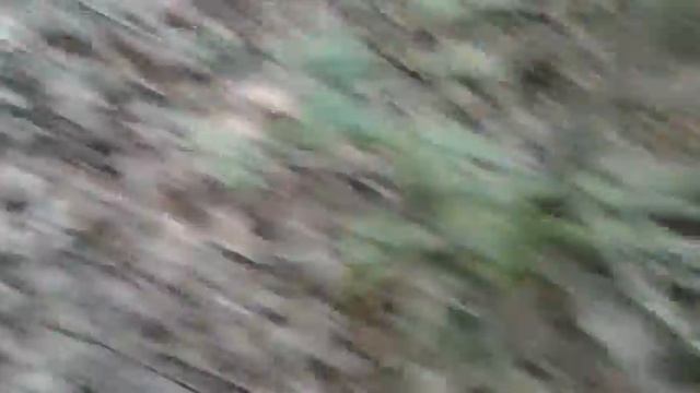 Весняний ліс. Гриби.