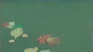 Сүйем мен - Ермек Серкебаев