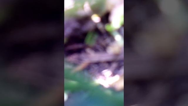 Песня копы (без изображения) смотреть онлайн