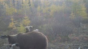 Медведица с тремя медвежатами