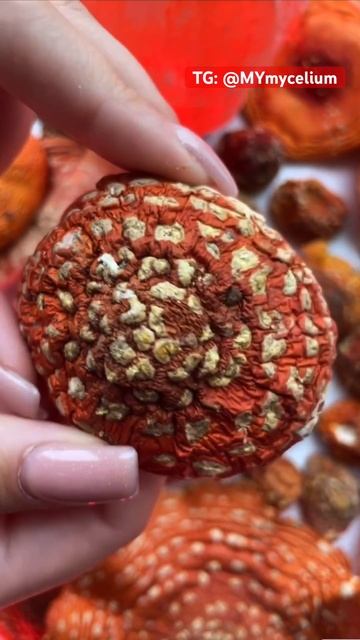 Самый опасный напиток 🍺 #микродозингмухомора #мухомор #грибы #ежовик #mushroom смотреть онлайн