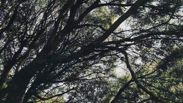 VID 20230706 160650 О первом прикосновении...1937 (Витезслав Незвал)...Павел Васильев Лахтинский смотреть онлайн