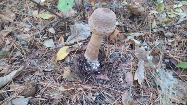 🌲🌳Ліс і справді - грибний🤞👍 смотреть онлайн