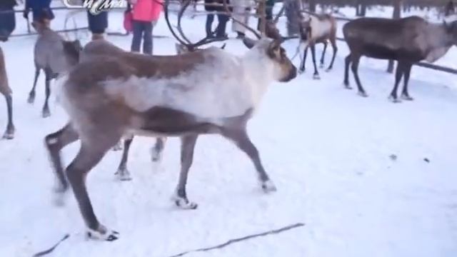 В три строки 16 февраля 2018 смотреть онлайн