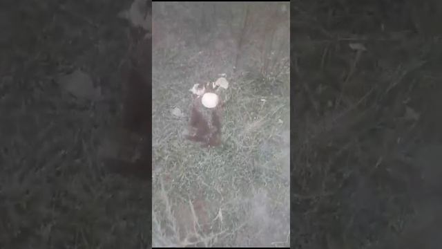 Сбор грибов в сентябре 2023г смотреть онлайн