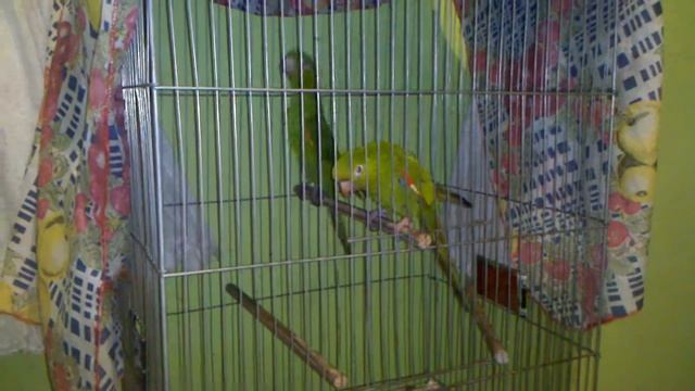 maritaca que chama papai e o nome dele смотреть онлайн