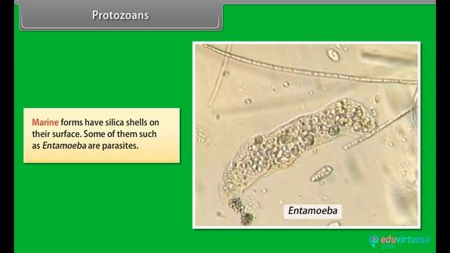 Grade 11 | Biology | Biological ification II | Free Tutorial | CBSE | ICSE | State Board