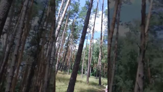 отсутствие броварских грибов. лето . июль 2021 видео сюрприз смотреть онлайн