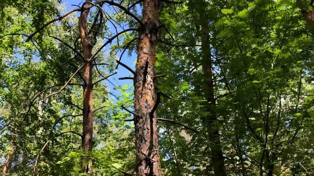 #грибы2022 Сбор грибов 2022 смотреть онлайн