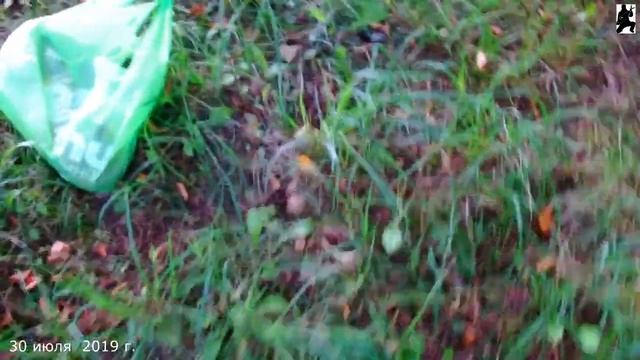 Грибы в парке 30 июля 2019 г. смотреть онлайн