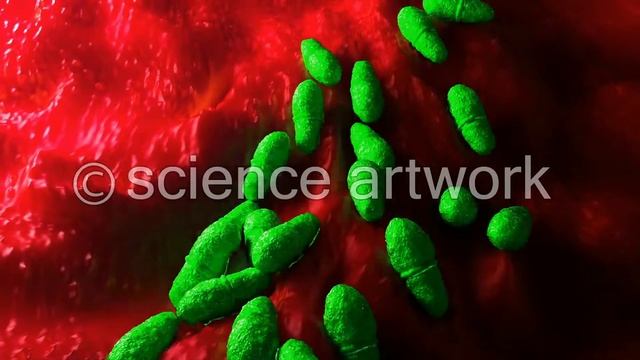 Malassezia skin fungus stock video from science artwork