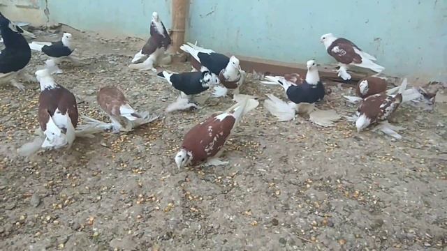 Qora xakka QIZIL XAKKA juda chiroyliklari uchqur oynaqi kabutar lar Голуби kabootar bazi pigeons