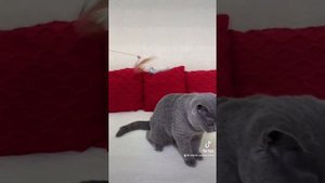 Британский котик 5 месяцев
