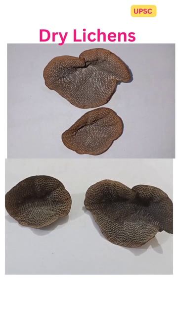 Dry Lichens #science #botany #environment #shorts #viral смотреть онлайн