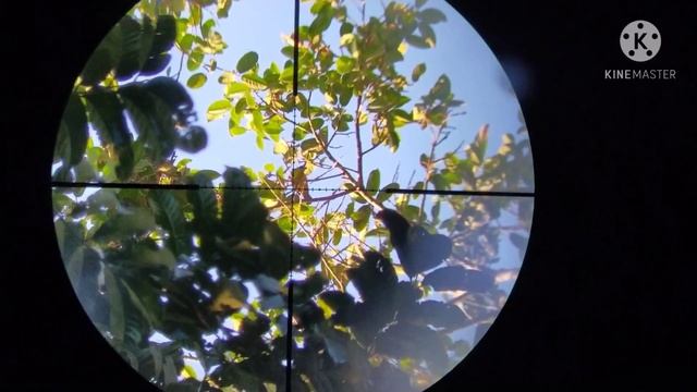 yos hav zoov tua noog diab_ยิงนกกินหมาก смотреть онлайн